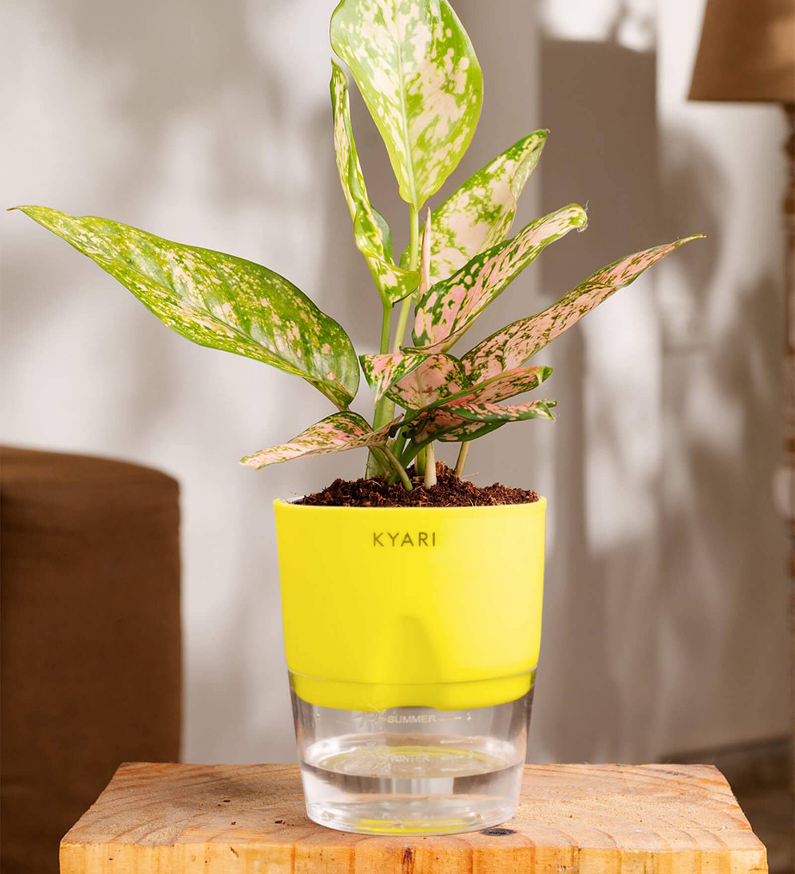 Aglaonema Snow With Self Watering Pot