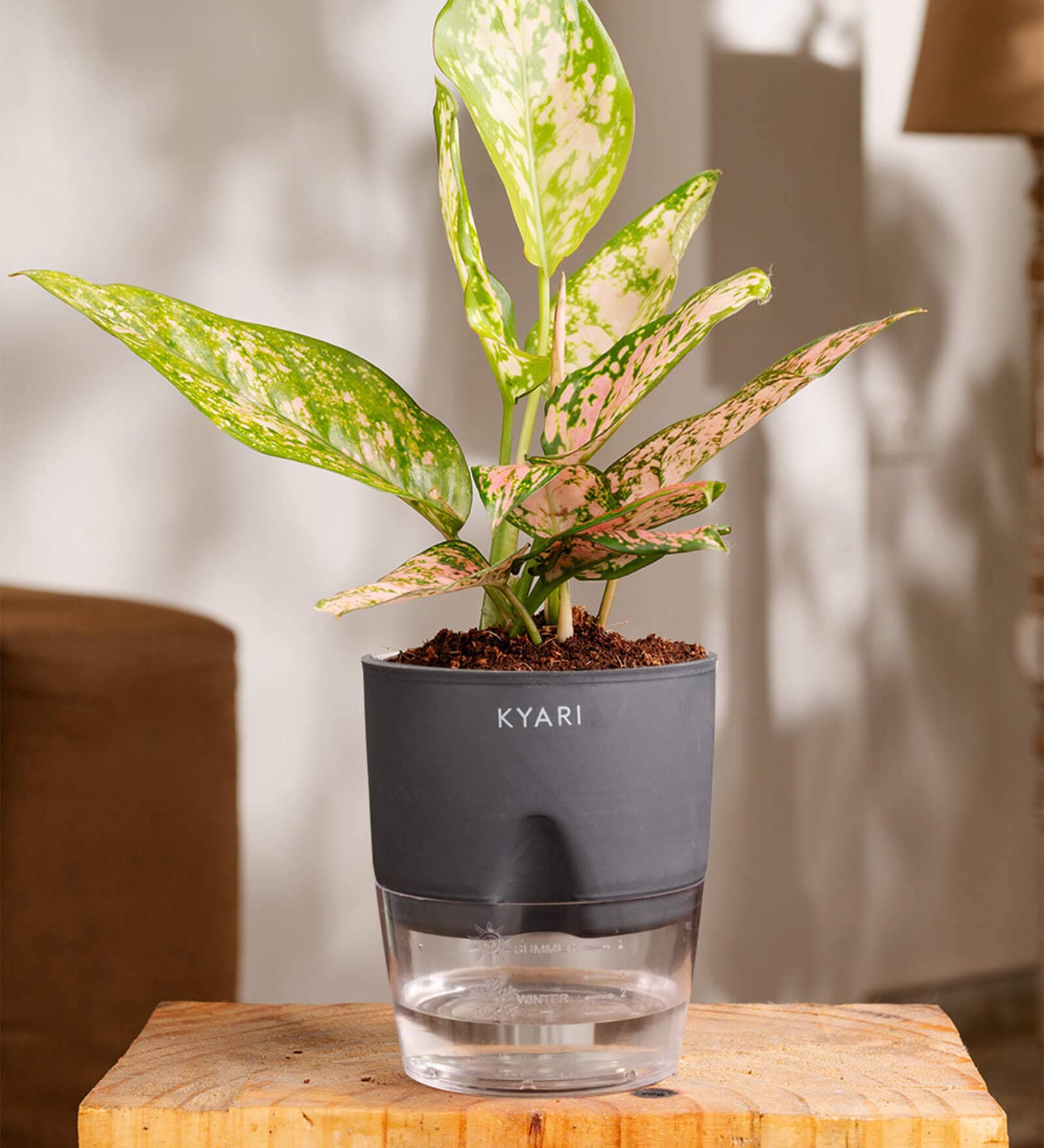 Aglaonema Snow With Self Watering Pot