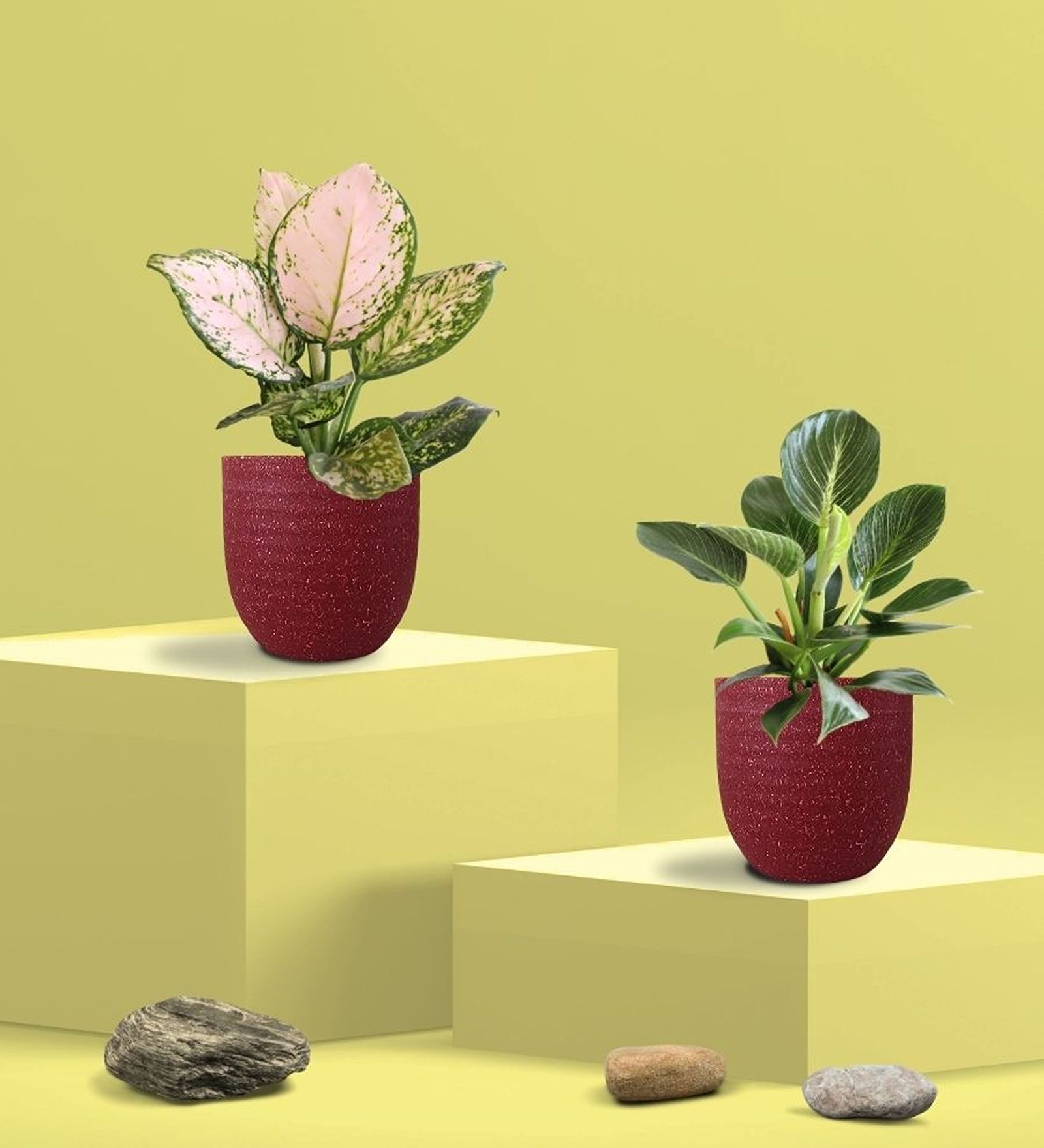 Aglaonema Wishes and Birkin Plants Combo in Eco Pot