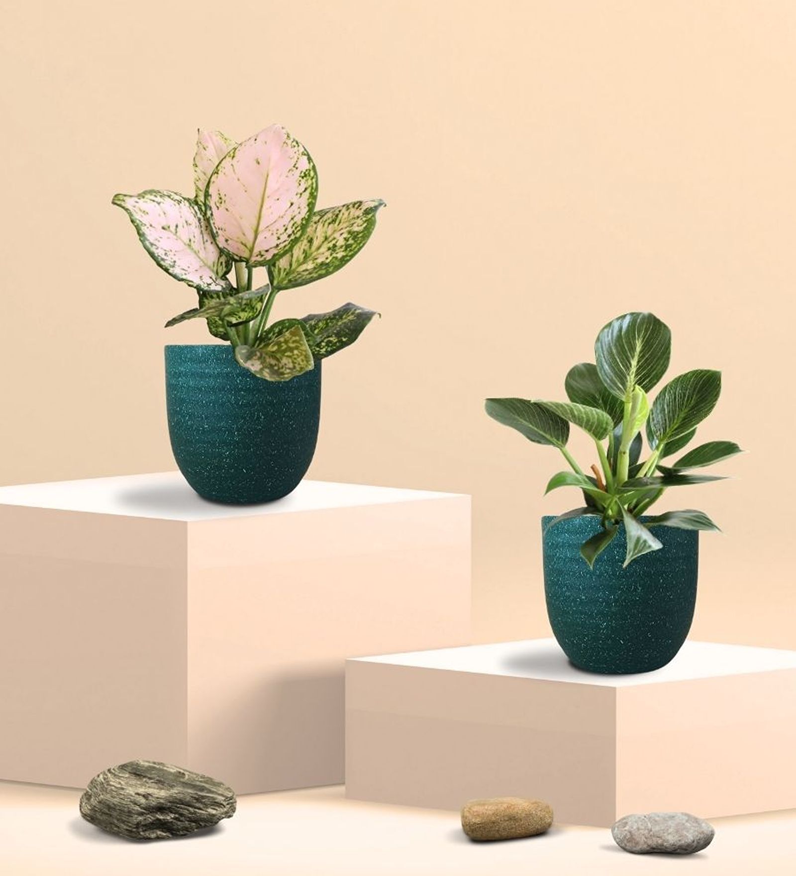 Aglaonema Wishes and Birkin Plants Combo in Eco Pot