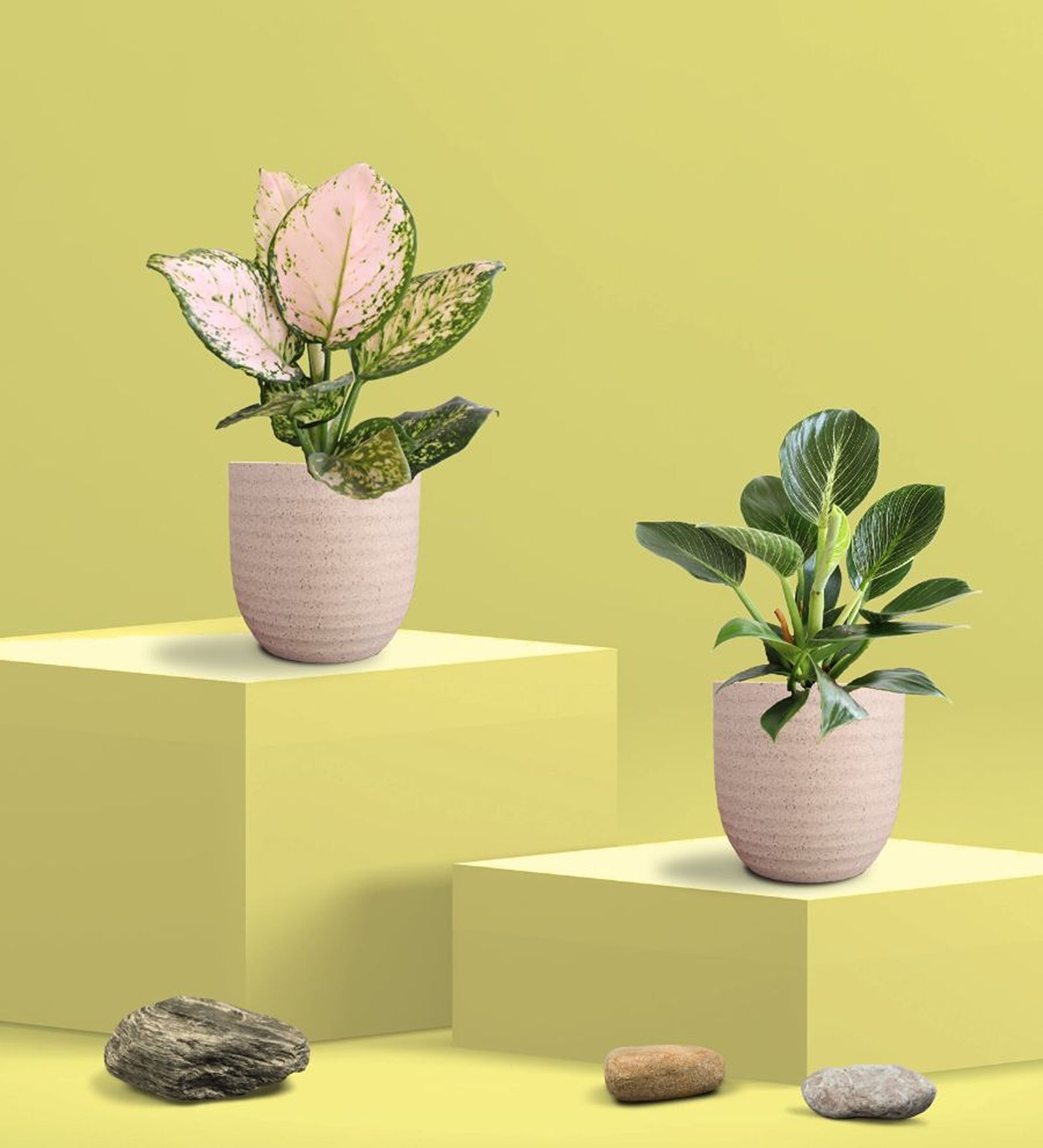 Aglaonema Wishes and Birkin Plants Combo in Eco Pot