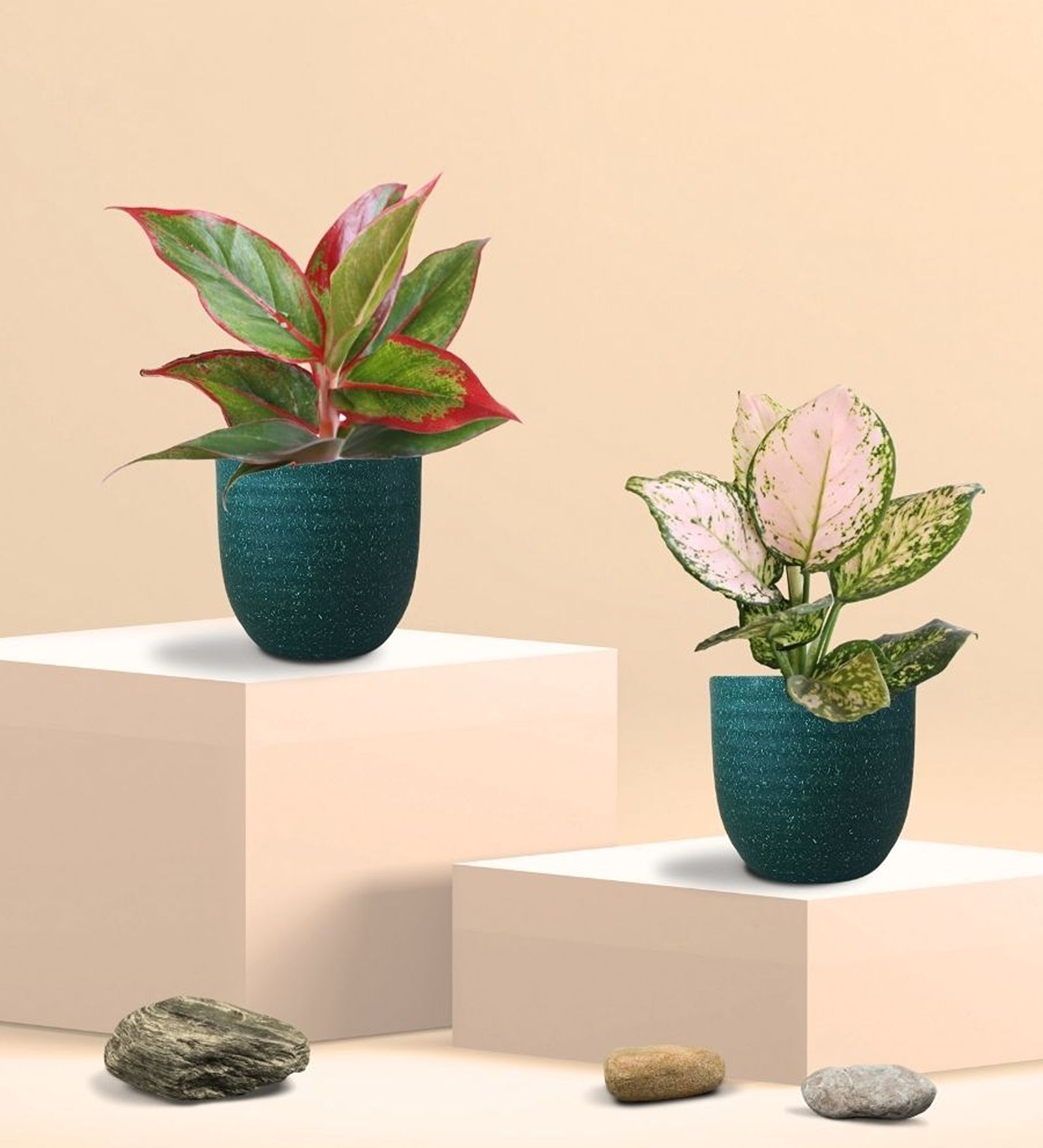 Aglaonema Wishes and Lipstick Plants Combo in Eco Pot