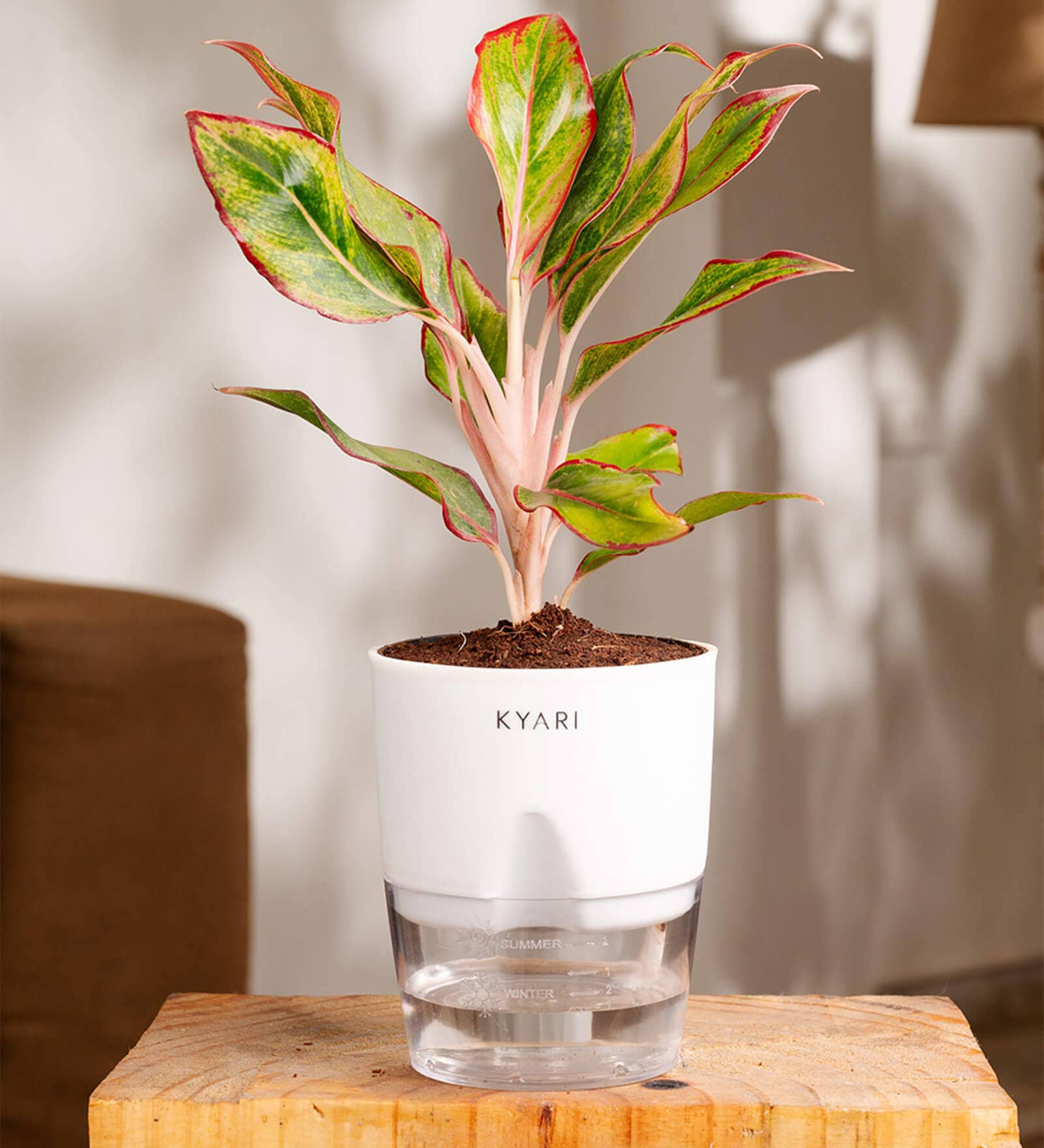 Aglonema Lipstick Plant With Self Watering Pot