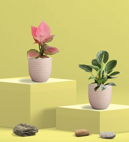 Aglaonema Pink and Birkin Plants Combo in Eco Pot