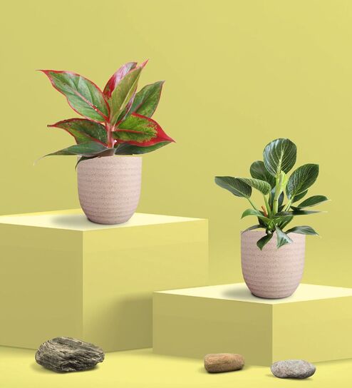 Aglaonema Red Plant and Birkin Plant in Eco Pot