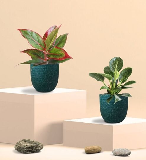 Aglaonema Red Plant and Birkin Plant in Eco Pot