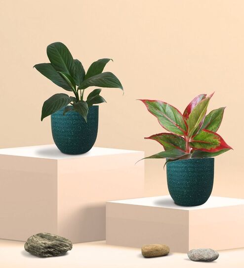 Aglaonema Red Plant and Peace Lily Plant in Eco Pot