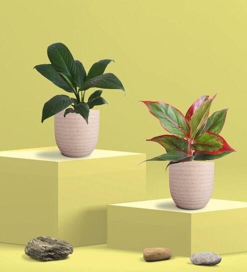 Aglaonema Red Plant and Peace Lily Plant in Eco Pot