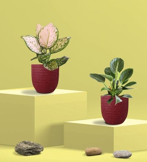 Aglaonema Wishes and Birkin Plants Combo in Eco Pot