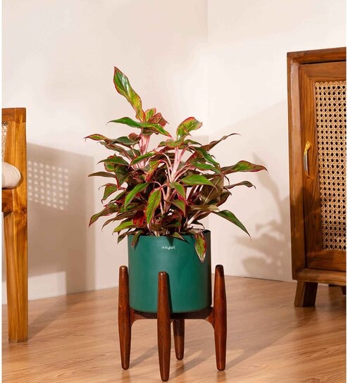 Aglonema Lipstick With Pot - Green