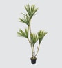 Agavaceae Tree