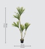 Agavaceae Tree