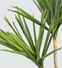 Agavaceae Tree