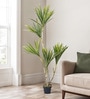 Agavaceae Tree