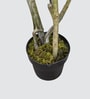 Agavaceae Tree