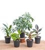 Aglaonema Lipstick , Money Green, Peace Lily , Schefflera , Rubber Natural Plant