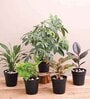 Aglaonema Lipstick , Money Green, Peace Lily , Schefflera , Rubber Natural Plant
