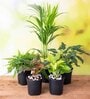 Aglaonema Lipstick , Nephrolepis Exaltata (Green) Fern , Areca Palm , Money Golden, Philodendron Green Natural Plant