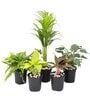 Aglaonema Lipstick , Nephrolepis Exaltata (Green) Fern , Areca Palm , Money Golden, Philodendron Green Natural Plant