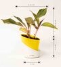 Aglaonema Lipstick Small Natural Plant with High Quality Plastic Pot