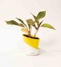 Aglaonema Lipstick Small Natural Plant with High Quality Plastic Pot