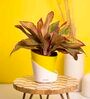 Aglaonema Lipstick Small Natural Plant with High Quality Plastic Pot