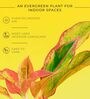 Aglaonema Lipstick Small Natural Plant with High Quality Plastic Pot