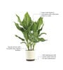 Aglaonema Manila Beauty Natural Plant in White Self Watering Plastic Pot