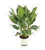 Aglaonema Manila Beauty Natural Plant in White Self Watering Plastic Pot