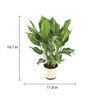 Aglaonema Manila Beauty Natural Plant in White Self Watering Plastic Pot