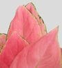 Aglaonema Pink and Birkin Plants Combo in Eco Pot