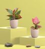 Aglaonema Pink and Lipstick Plants Combo in Eco Pot