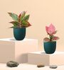 Aglaonema Pink and Lipstick Plants Combo in Eco Pot