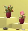 Aglaonema Pink and Lipstick Plants Combo in Eco Pot