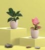 Aglaonema Pink and Peace Lily Plants Combo in Eco Pot