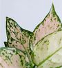 Aglaonema Pink and Wishes Plants Combo in Eco Pot