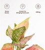 Aglaonema Pink Valentine Plant With Aura Metal Pot- Green