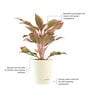 Aglaonema Red Medium Natural Plant In Ivory Self Watering Plastic Pot