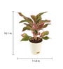 Aglaonema Red Medium Natural Plant In Ivory Self Watering Plastic Pot