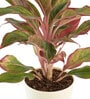 Aglaonema Red Medium Natural Plant In Ivory Self Watering Plastic Pot