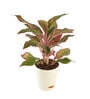 Aglaonema Red Medium Natural Plant In Ivory Self Watering Plastic Pot