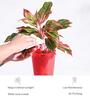 Aglaonema Red Medium Natural Plant In Ivory Self Watering Plastic Pot
