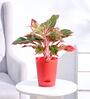 Aglaonema Red Medium Natural Plant In Ivory Self Watering Plastic Pot