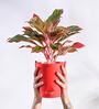 Aglaonema Red Medium Natural Plant In Ivory Self Watering Plastic Pot
