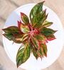 Aglaonema Red Medium Natural Plant In Ivory Self Watering Plastic Pot