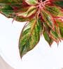 Aglaonema Red Medium Natural Plant In Ivory Self Watering Plastic Pot