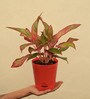 Aglaonema Red Medium Natural Plant In Ivory Self Watering Plastic Pot