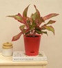 Aglaonema Red Medium Natural Plant In Ivory Self Watering Plastic Pot