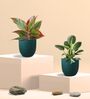 Aglaonema Red Plant and Birkin Plant in Eco Pot
