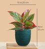 Aglaonema Red Plant and Birkin Plant in Eco Pot